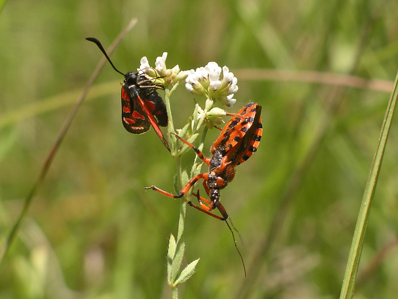 Le Zygaenae non sono appetibili